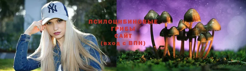 купить закладку  Орехово-Зуево  Псилоцибиновые грибы MAGIC MUSHROOMS 